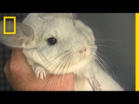 Do "Fainting" Goats Really Faint? | National Geographic