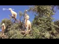 The Tree Goats of Morocco