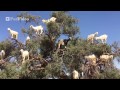The Tree Goats of Morocco