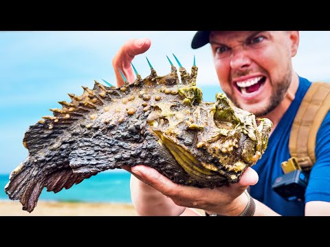 Stung By A Stonefish!