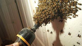 why did i VACUUM these BEES.. (huge mistake)