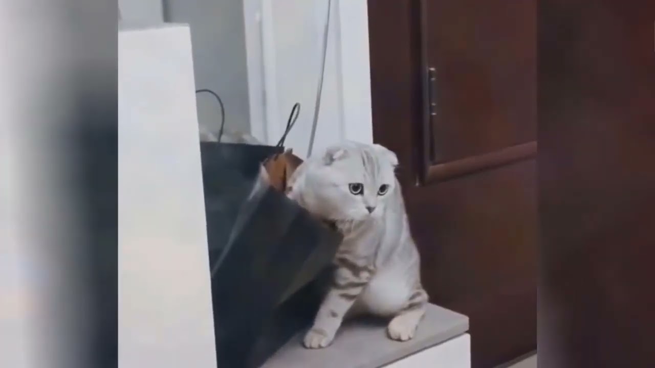 Cats Gone Wild: Prepare for a Giggle Fest!