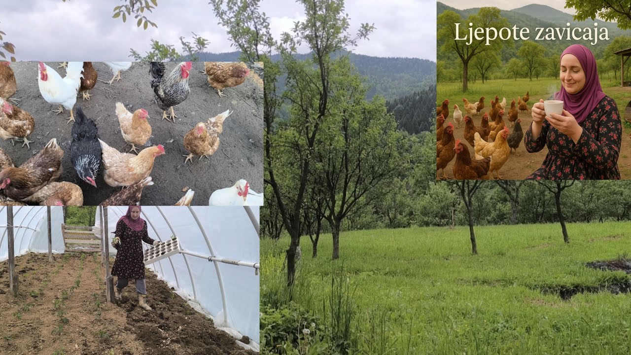 Presadila sam više od 200 sadnica u plastenik,obišla svoju malu farmu i za kraj dana dušu odmorila