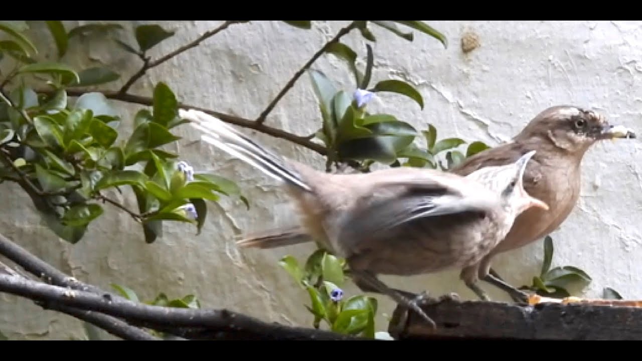 Canto do Sabia Poca pedindo comida. Baby Creamy-bellied Thrush begging for food.