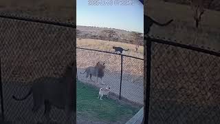 Episodes 58🐯🐶🐱 Brave Cat Jumps on Tiger to Protect the House | CCTV Animal World