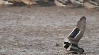 Falcão Peregrino Atacando Em Alta Velocidade...