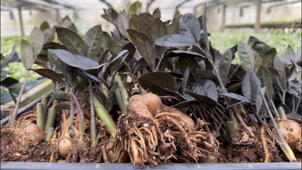 有料級の徹底解説【ザミオクルカス レイブン】解体&植え込み - YouTube