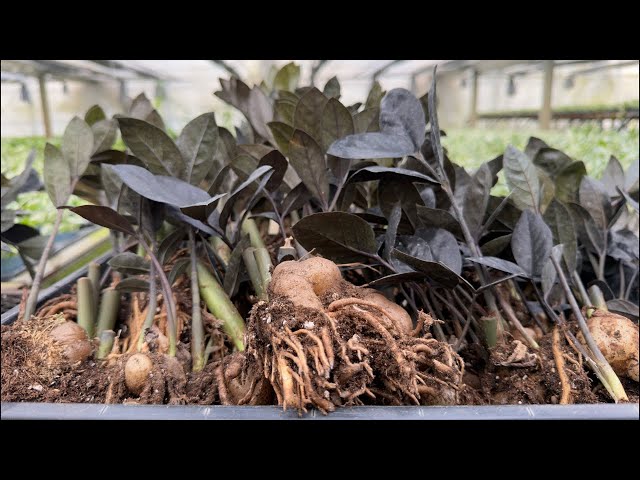 有料級の徹底解説【ザミオクルカス レイブン】解体&植え込み - YouTube