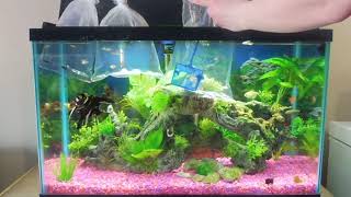 How to Add New Fish to Aquariums