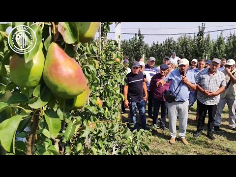 Видео: Что такое европейская груша: выращивание европейской груши в ландшафте