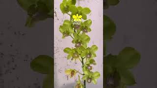 Download Lagu Bunga Rasa Green Tea  Matcha MP3