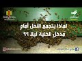 لماذا يتجمع النحل أمام مدخل الخلية ليلا 