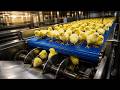 From Farm to Market: Million Eggs & Chicken Meat Production Process