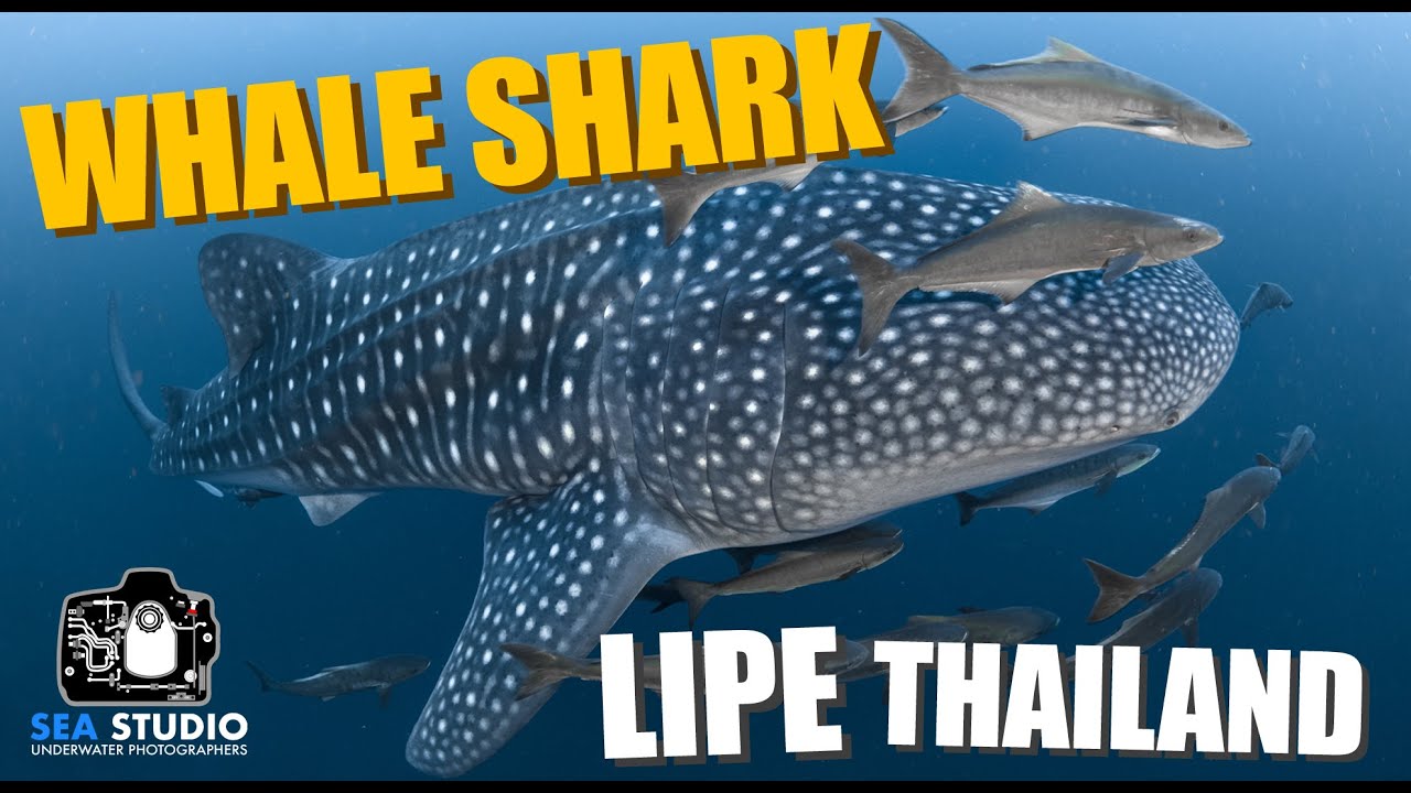 Whale Shark - 8 Miles Rock, Lipe Island, Thailand - YouTube