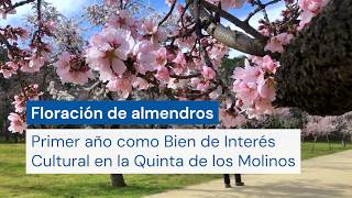 🌸La primera floración de los almendros de la Quinta de los Molinos