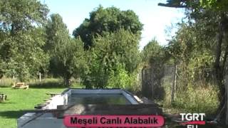 Tgrt Eusektörden Sektöre Meşeli Canlı Alabalık-Çubuk