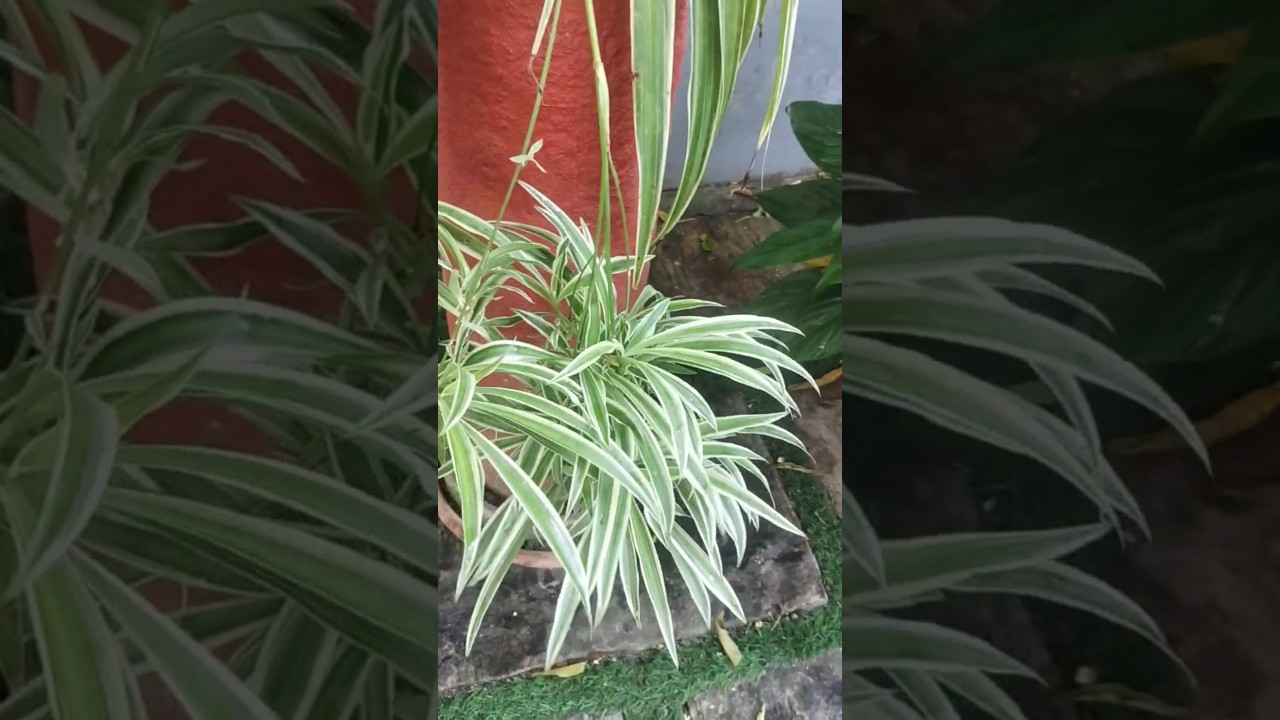 Gardening ideas spider plant 