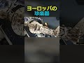 珍しい楽器ハーディ・ガーディを作る男#shorts