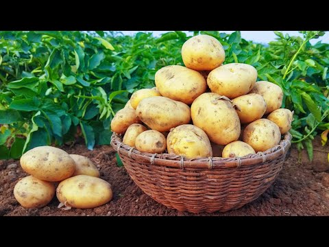 Video: Wie man aus einem Busch einen Eimer Kartoffeln anbaut. Der beste Weg, um Ihren Ertrag zu steigern