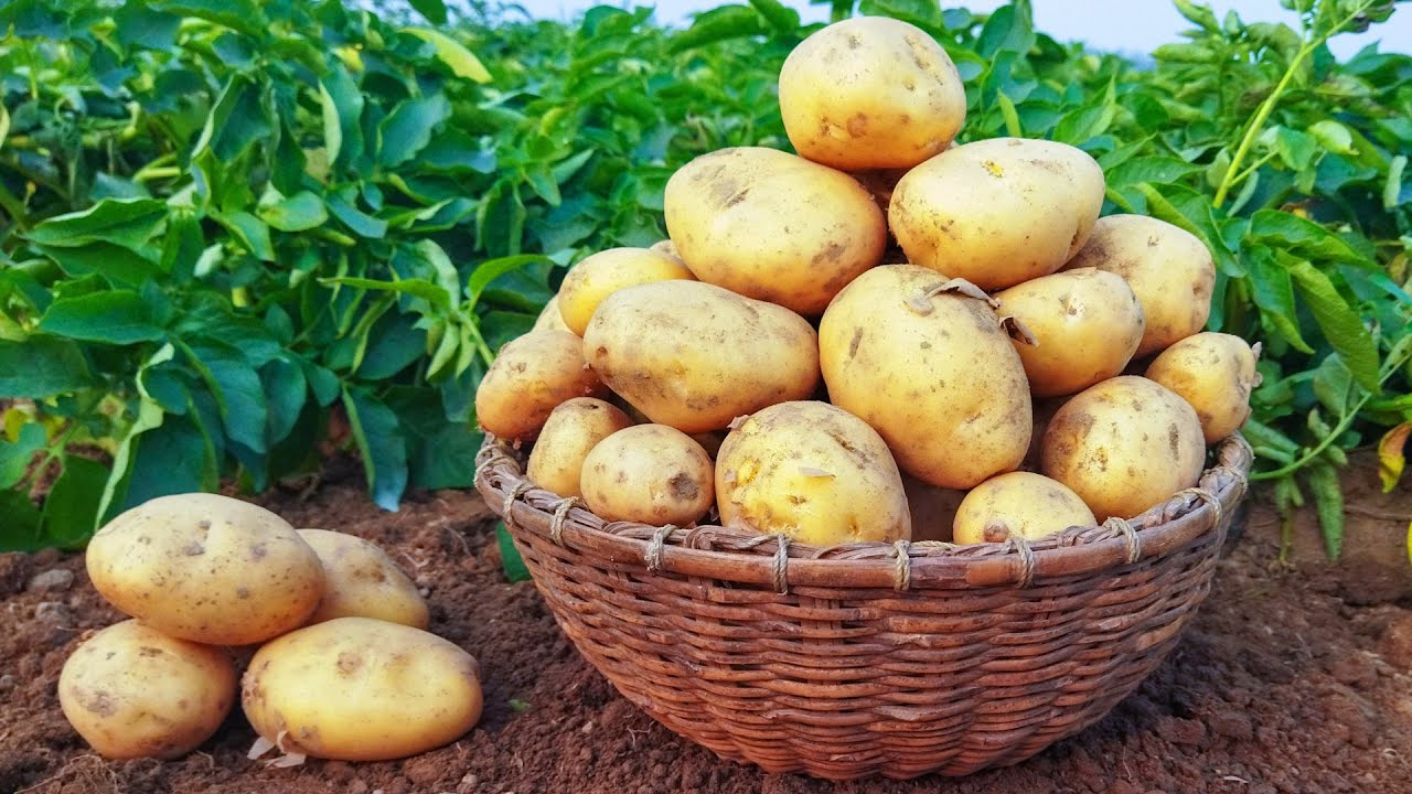 🥔 Kartoffeln ganz einfach selber anbauen 🥔