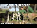 Stud El Rebelde - Galgo vs liebre