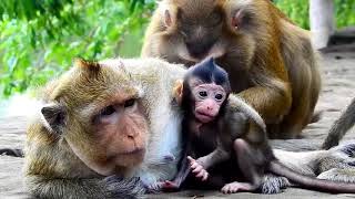 Animal mothers with their kids - cutest video ever!!!!!!!!!!!