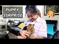 PUPPY SURPRISE FOR WIFEY ❤ (JaiGa)