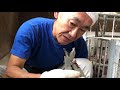 子豚のしっぽ切り