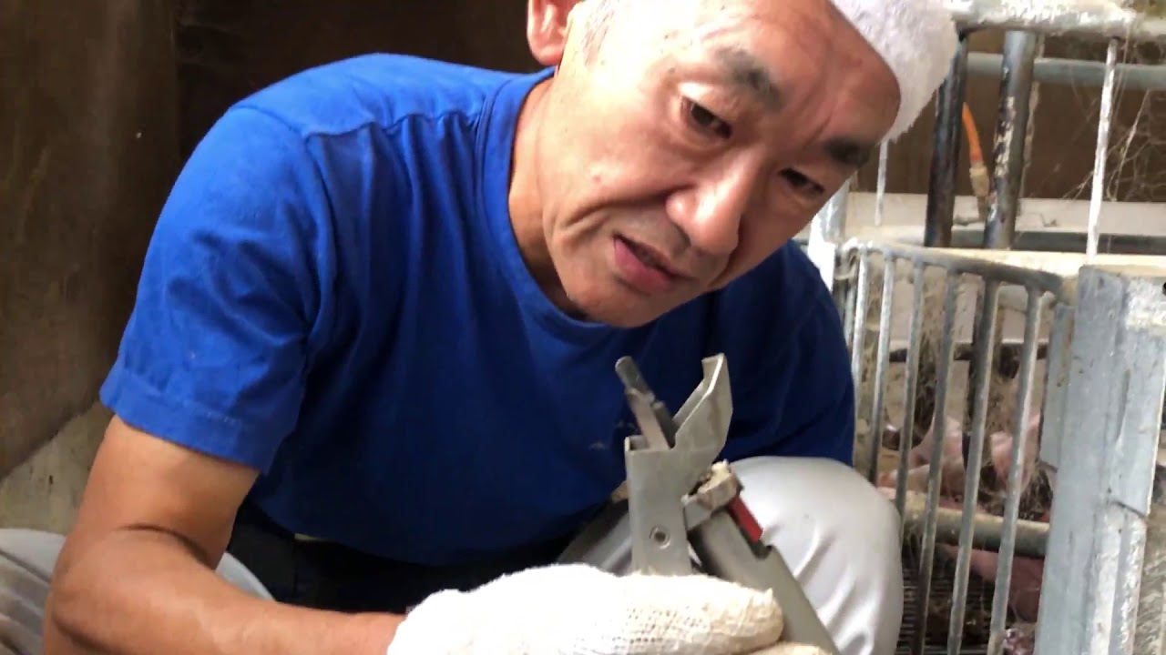 子豚のしっぽ切り Youtube