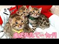 【総集編】祝!月齢1ヶ月!ベンガル子猫の出産〜1ヶ月