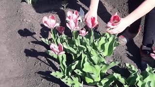 Обрезка тюльпанов в Самаре