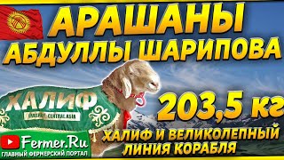 Бизнес В Овцеводстве. Ферма Абдуллы Шарипова. Кочкоры: Золотой, Посейдон, Халиф, Великолепный|Арашан