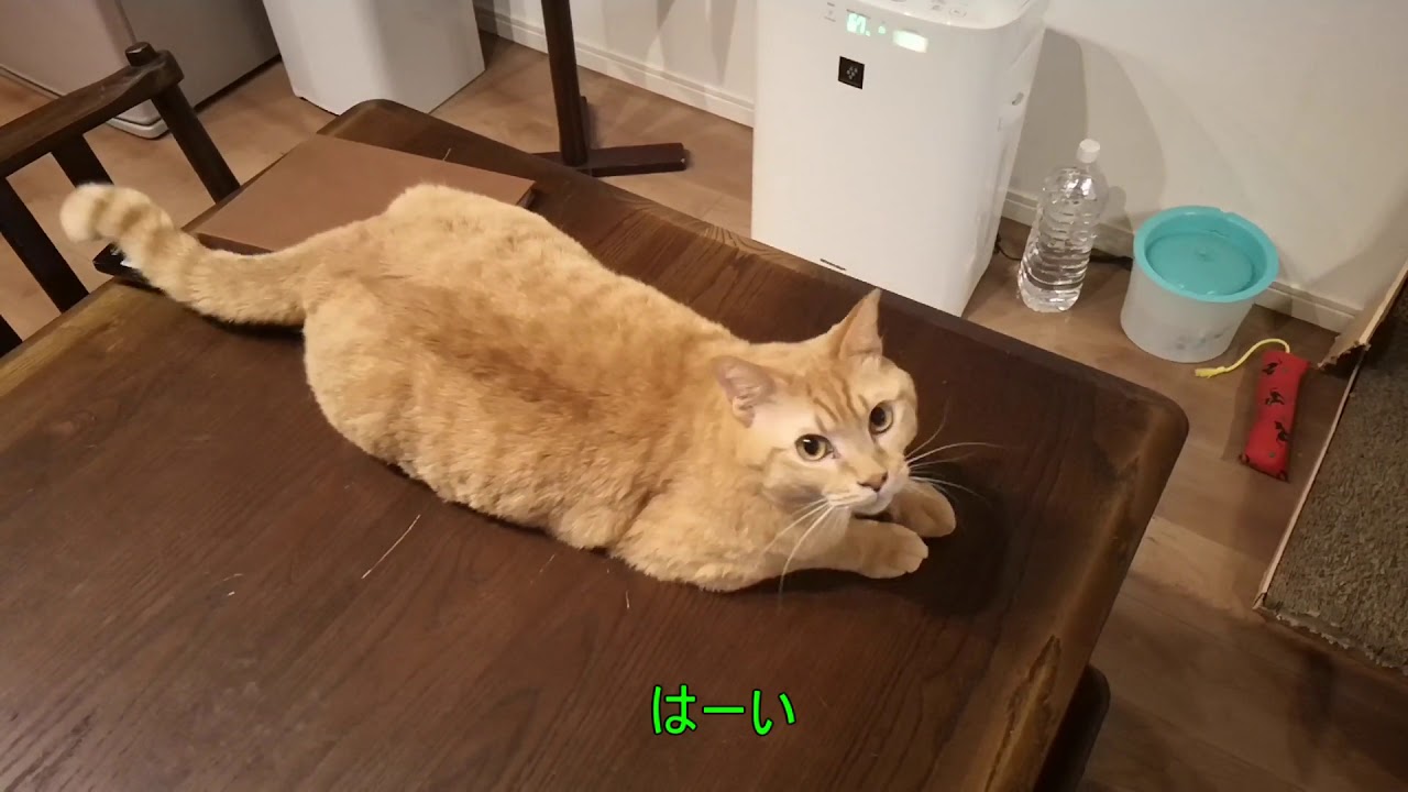 目指せしおちゃん ヤモリ顔のしゃべる猫ふとし君 Youtube