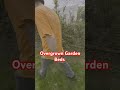 Overgrown Landscaping Beds Tedious Work #lawnlife #lawncarenation #landscaping #landscape #lawncare