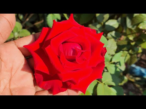 Vídeo: Alcançar a cor do clima quente: cultivar flores coloridas em climas quentes