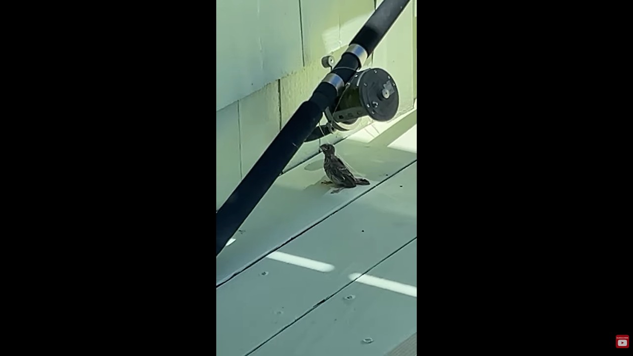 SAVING A BABY BIRD THAT FELL FROM ITS NEST - YouTube
