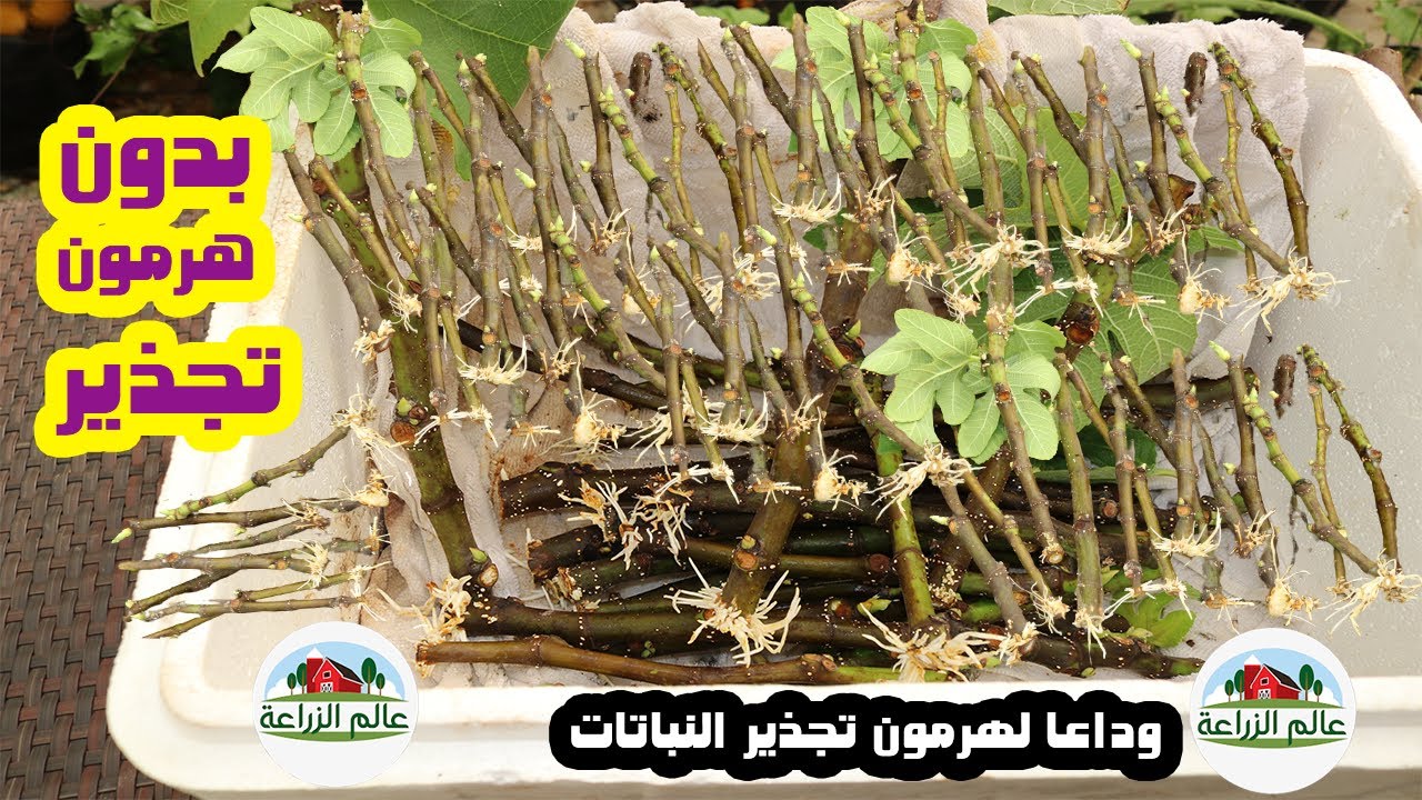 طريقة جنونية لزراعة العقلة بدون هرمون تجذير النباتات