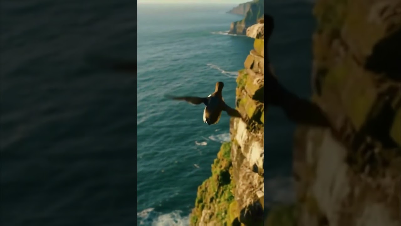 Murre Chick Takes Its First Leap of Faith 