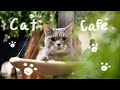 Cat cafe in vancouver bc