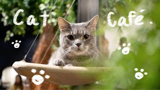 CAT CAFE IN VANCOUVER BC