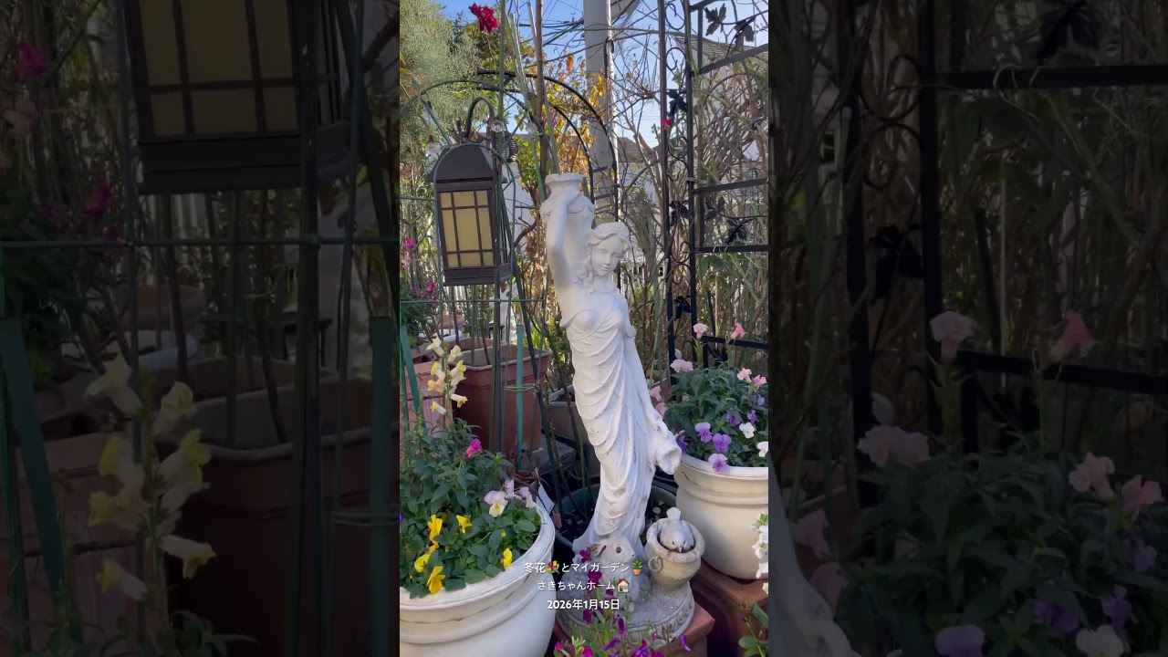 【HD】2026年1月15日 ‼️冬の花が咲いています。 