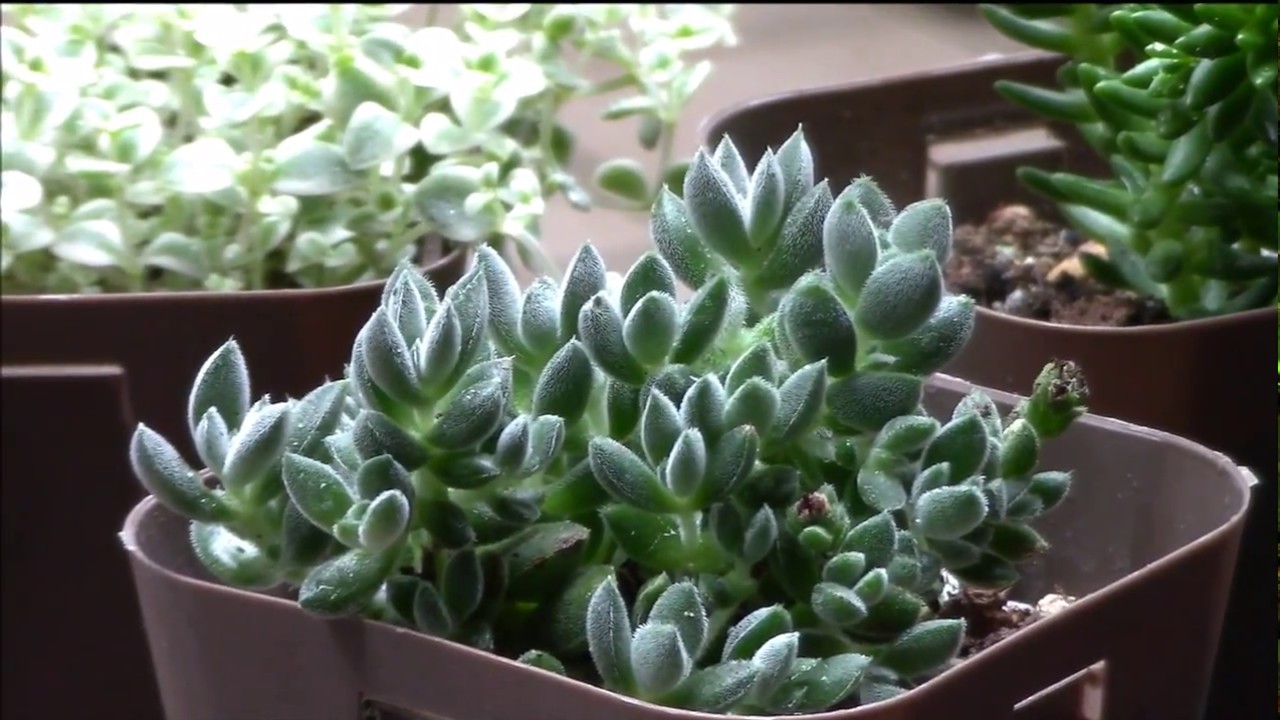 多肉植物図鑑セダム編 レモータ リトルミッシー グリーンペット Sedum Succulent Plants Youtube