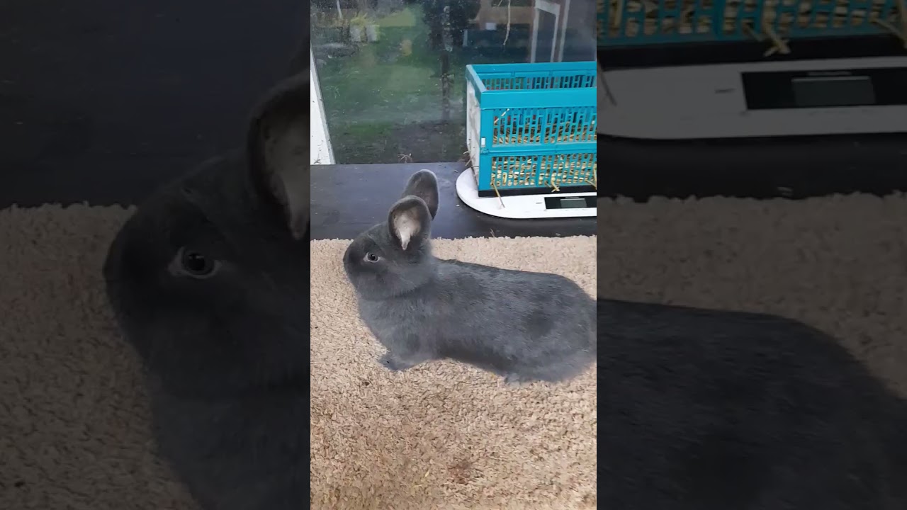 Blaue Wiener Rammler Jungtier 