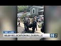 Bear relocated out of northern Colorado town by Colorado Parks and Wildlife into ‘better bear hab...