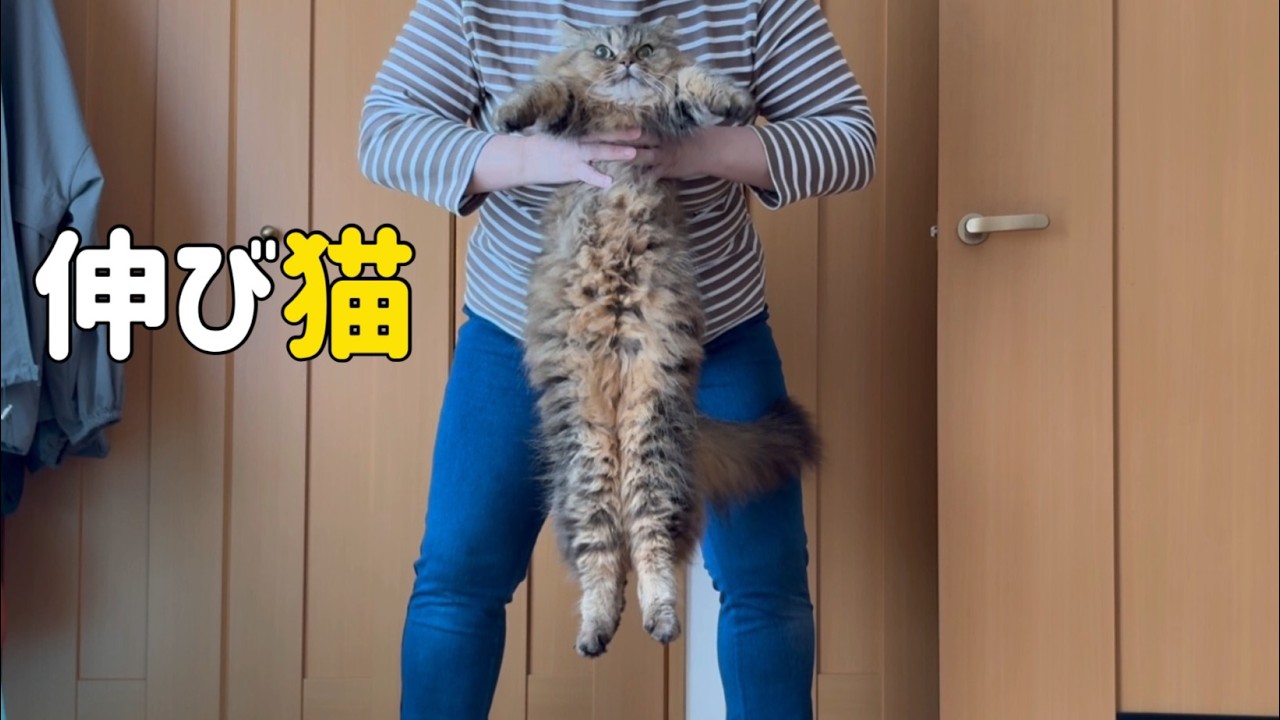 ネコは想像以上に伸びる