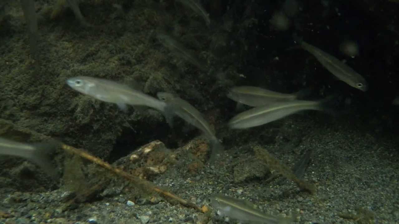 多摩川には魚がたくさん 水中映像 Youtube