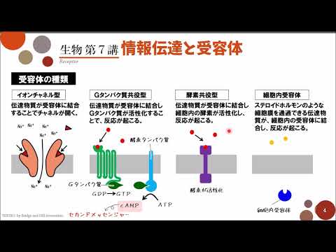 【高校生物】第7講「情報伝達と受容体」