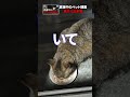 発見したのに捕獲できず…逃げた猫の捜索現場のリアル