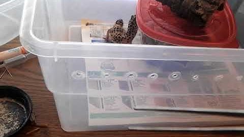 A Few Ideas for Leopard Gecko Training - Benjamin