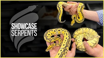 Are Desert Ghost Clowns worth the hype? Talking Multi-Recessives with Showcase Serpents!